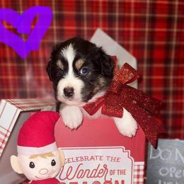 Australian Shepherds and Miniature Australian Shepherds from Dawn's Pups
