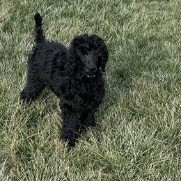 Aqua - Poodle puppy from Grandview Farm