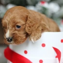 Cavapoo Puppies from Cavakennels.pnw