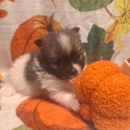 JEWELS- 1 - Black parti female Pomeranian puppy in Lore City, Ohio from Tonia's Pomeranians