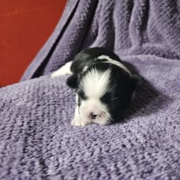 Girl 2 - Black and white female Shih Tzu puppy in Little Falls, Minnesota from Tough Shih