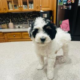Sugar - Tri-color female Bernedoodle puppy in Sherman, Illinois from Shirl Doodle Life