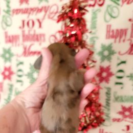 Girl 2 - Dapple female Dachshund puppy in Klamath Falls, Oregon from Luvindoxys4u