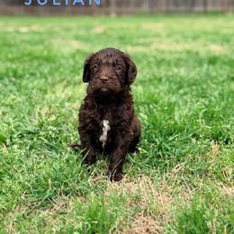 Julian - Chocolate male Goldendoodle puppy in Dallas County, Texas from Dream A Little Doodle