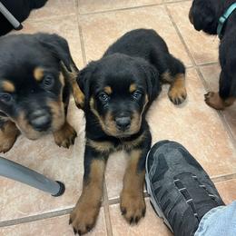 Girl 3 - Black and rust female Rottweiler puppy in San Antonio, Texas from HAUS OF RZA