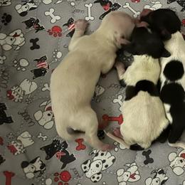 Birch - Cream male Dachshund puppy in Wolf Lake, Indiana from Canisteo Dachshunds