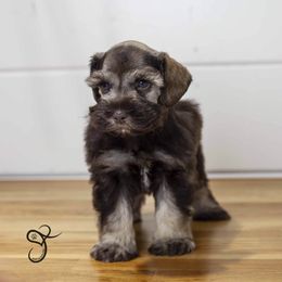 Sarge - Liver male Miniature Schnauzer puppy in Diamond Valley, Utah from JoJo's Schnauzers