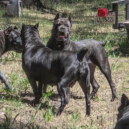 Ivy - Cane Corso