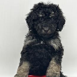 Mrs. Claus - Black and tan female Cavapoo puppy in Austin, Texas from Doodles of Central Texas