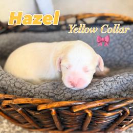 Hazel - Caramel cream female Australian Labradoodle puppy in Caldwell, Idaho from Leila Pearson