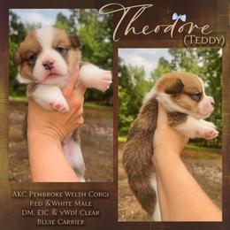 Theodore (Teddy) - Red male Pembroke Welsh Corgi puppy in Benton, Arkansas from High Cotton Corgis