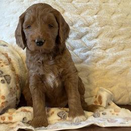 Girl 2 - Apricot female Goldendoodle puppy in Scottsdale, Arizona from Cockadoodle Poo Puppies