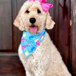 Kaia - Goldendoodle
