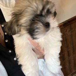 Boy 1 - Gold and white Shih Tzu puppy in Cordova, Maryland from Harlequins Shih Tzu