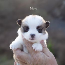 Maya - Red female Pembroke Welsh Corgi puppy in Manchester, Kentucky from Riverside Corgis