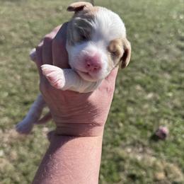 Cherub - Red male Cavapoo puppy in Mount Vernon, Texas from S and J Cavapoos