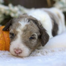 Gold - Brown and white female Bernedoodle puppy in Queen Creek, Arizona from Dulcito Doodles