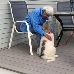Great Pyrenees Puppies from Empyre Great Pyrenees
