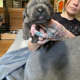 Boy 1 - Gray male Cane Corso puppy in Olympia, Washington from Grayling Dawn Cane Corso