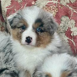 Dill - Blue merle female Australian Shepherd puppy in Martha’s Vineyard, Massachusetts from Cranberry Hill Aussies
