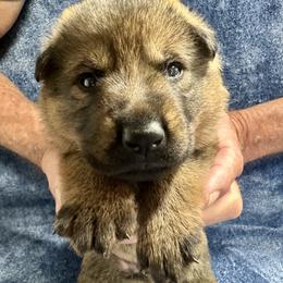 Boy 5 - male German Shepherd puppy in Sonora, California from Elite Haus K9