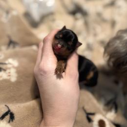 Ivy - Black and tan female Yorkshire Terrier puppy in Hope, Indiana from DJ Yorkies