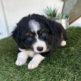 Aqua - Black tri female Toy Australian Shepherd puppy in Granbury, Texas from Texas Miniature Aussies