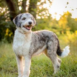 Gem - Aussiedoodle