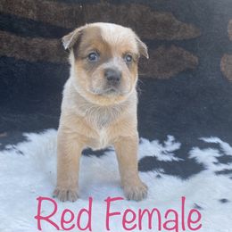Australian Cattle Dog Puppies from CL Australian Cattle Dogs