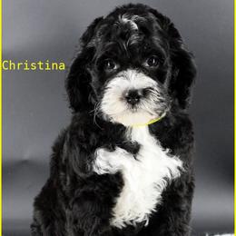 Christina - Black female Australian Labradoodle puppy in Billings, Montana from Doodle Around