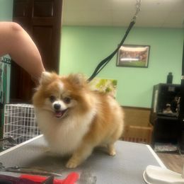 Luna - Pomeranian