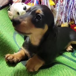 Angel Lee - Red female Dachshund puppy in Terlton, Oklahoma from CLARK'S BREEDING PROGRAM
