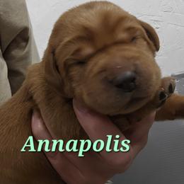 Annapolis - Yellow female Labrador Retriever puppy in Sidney, Nebraska from Nebraska Strong Labradors