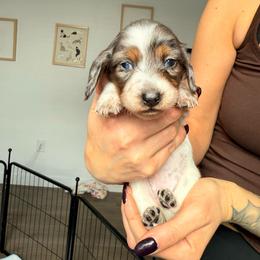 Cupcake - Dapple female Dachshund puppy in Tucson, Arizona from Tucson Dachshund Co.