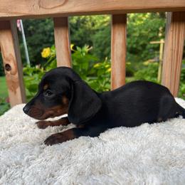 Boy 4 - Black and tan male Dachshund puppy in Stilwell, Oklahoma from Johnson Dachshund’s