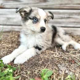 Rowan - Blue merle male Miniature Australian Shepherd puppy in Saint Cloud, Florida from Dirty Paws
