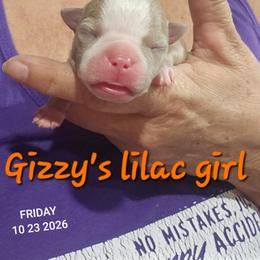 Gizzy's  lilac girl - Lilac female Boston Terrier puppy in Versailles, Indiana from Benhams Bostons