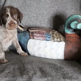 Lt. Purple - Brown and gray female Wirehaired Pointing Griffon puppy in Afton, Wisconsin from Daehler's Wirehaired Pointing Griffons