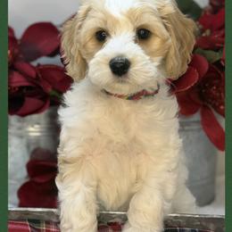 Nora - Apricot female Australian Labradoodle puppy in Gladstone, Oregon from Beaver State Labradoodles