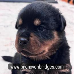 Girl 1 - Black and tan female Rottweiler puppy in Danieslville, Georgia from Bronx Von Bridges Rottweilers