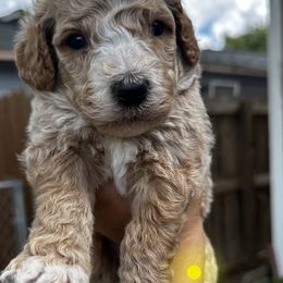Boy 4 yellow collar - Apricot male Goldendoodle puppy in Schertz, Texas from Kat's Teddydoodles