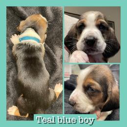 Teal Blue Collar male - Black and white male Basset Hound puppy in Temple, Texas from Southern Rose Bassets