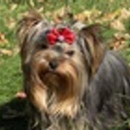 Yorkshire Terriers from Corazón De Cristal Yorkies