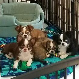 Chihuahua Puppies from Chihuahua Angel Babies