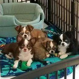 Chihuahua Puppies from Chihuahua Angel Babies