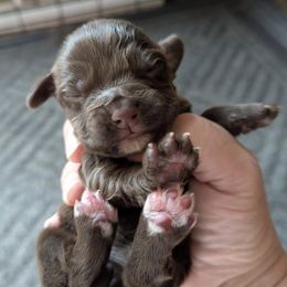 Working or hunting home only - Liver female English Cocker Spaniel puppy in Phillips, Nebraska from Fenloch Gundogs