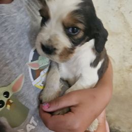 Zander - Orange and white male English Springer Spaniel puppy in Coxs Creek, Kentucky from Bluegrass Bend English Springer Spaniels