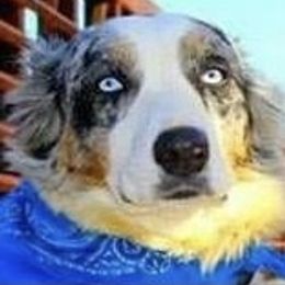 Aussiedoodle, Australian Shepherd, and Toy Australian Shepherd Puppies from Tumblin T Aussies and Aussiedoodles