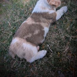 Cricket - White and red male Pembroke Welsh Corgi puppy in Hotchkiss, Colorado from Bell S Ranch