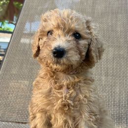Honeydew 🍈 - Apricot Goldendoodle puppy in Fort Worth, Texas from Shapa Breeding